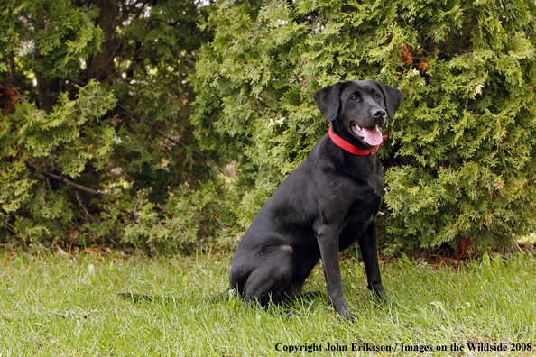 Black Labrador Retriever 