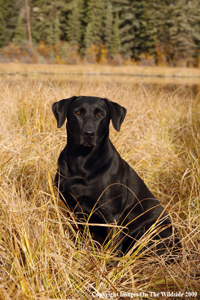 Black Labrador Retriever