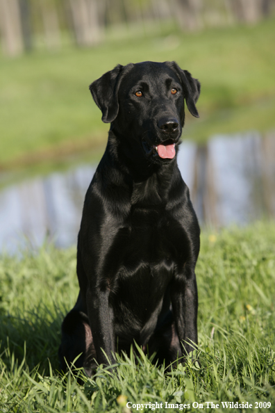 Black Labrador Retriever in field