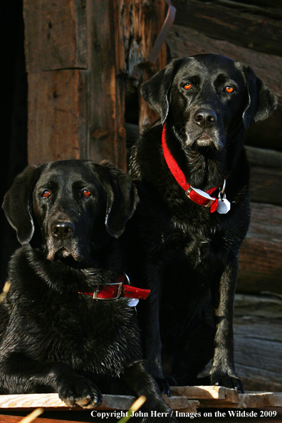 Black Labrador Retrievers in field