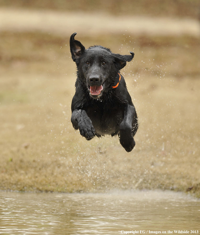 Black Labrador Retriever 