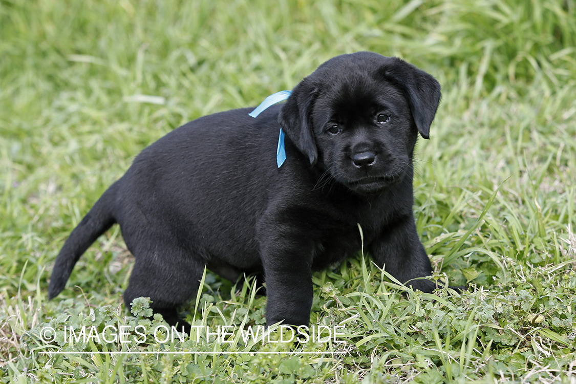 Black Labrador Retriever Puppy