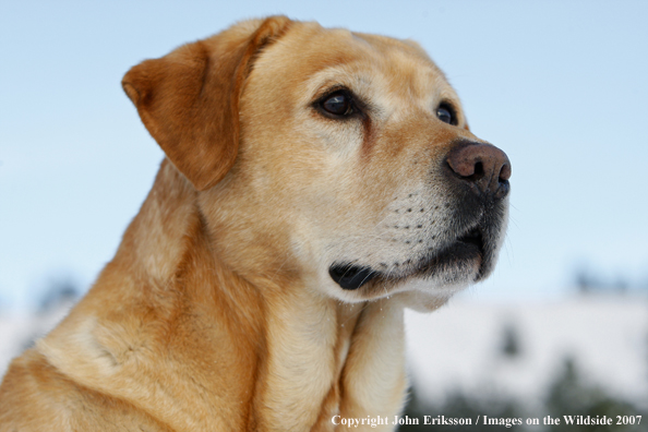 Yellow Labrador Retriever in field