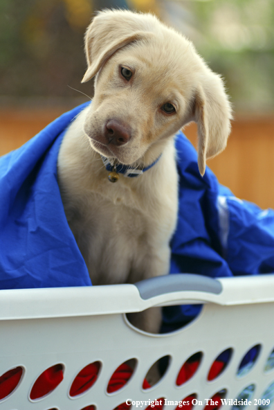 Yellow Labrador Puppy