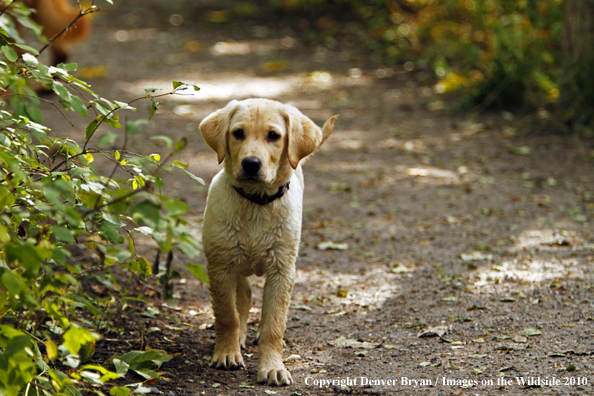 Yellow Labrador Retriever Puppy 