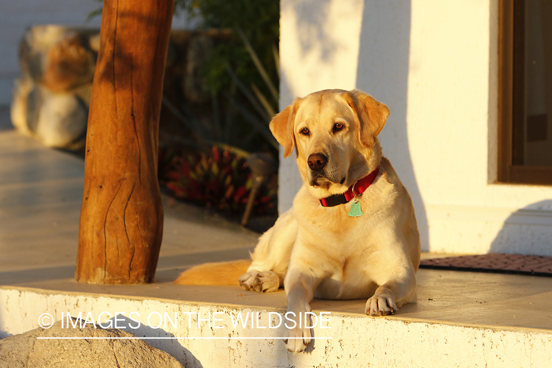 Yellow lab laying in shade of post.