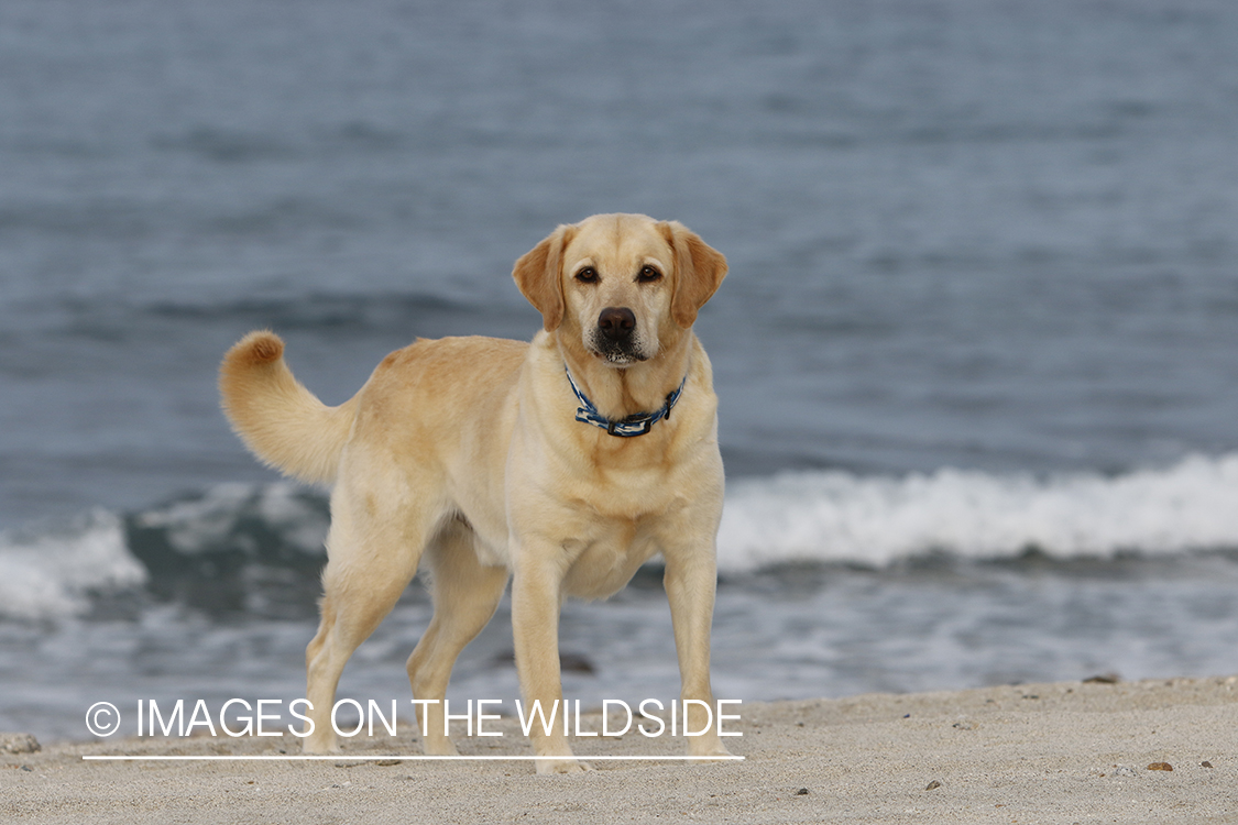 Yellow lab in front of ocean.