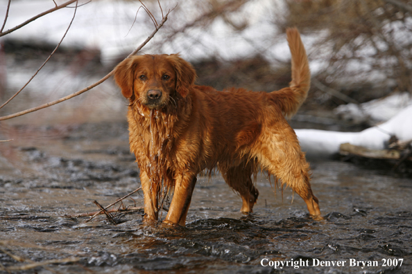 Golden Retriever in the water