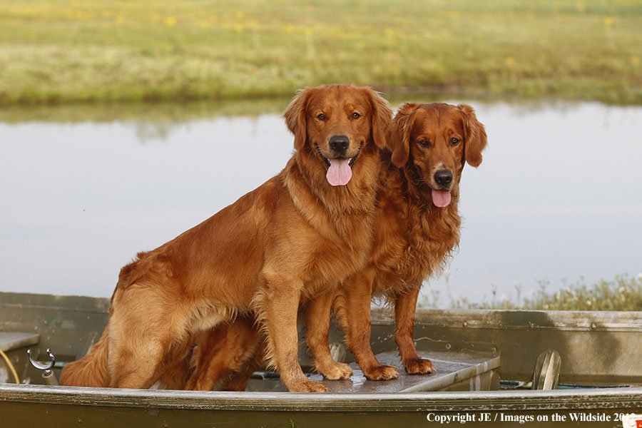 Golden Retrievers.