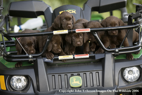 Chocolate Labrador Retriever puppies.