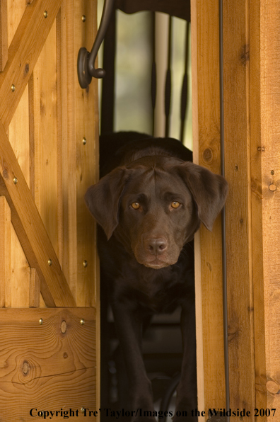 Chocolate labrador