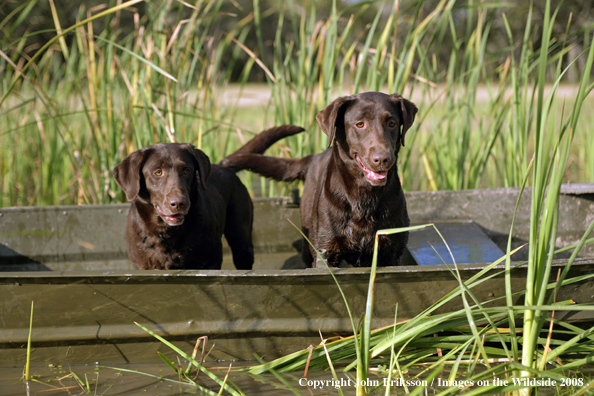 Chocolate Labrador Retrievers in field