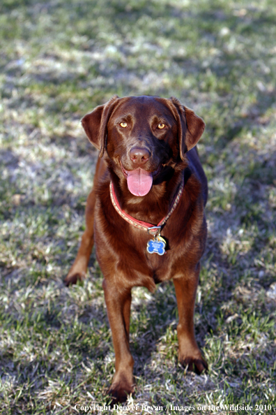 Chocolate Labrador Retriever