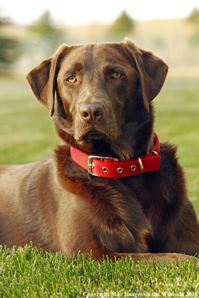 Chocolate Labrador Retriever