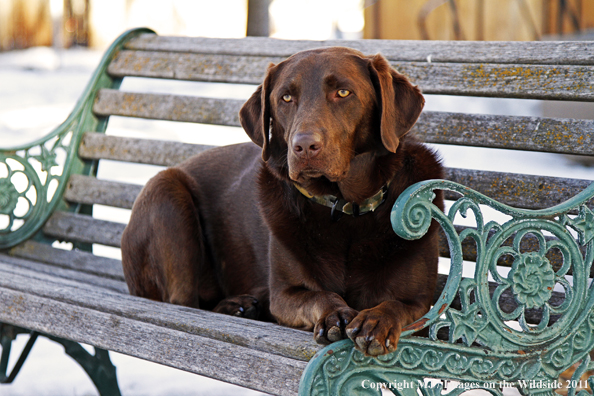 Chocolate Labrador Retriever on bench