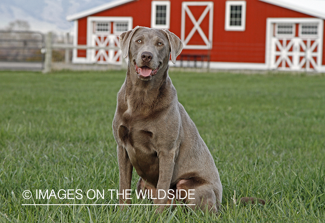 Chocolate (Silver) Labrador Retriever