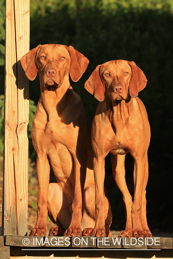 Vizslas on deck. 