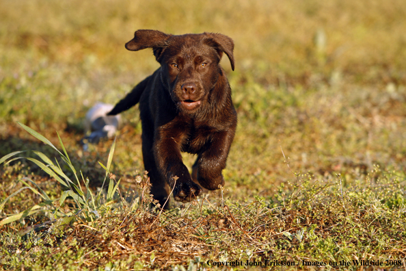 Chocolate Labrador Retriever puppy in field