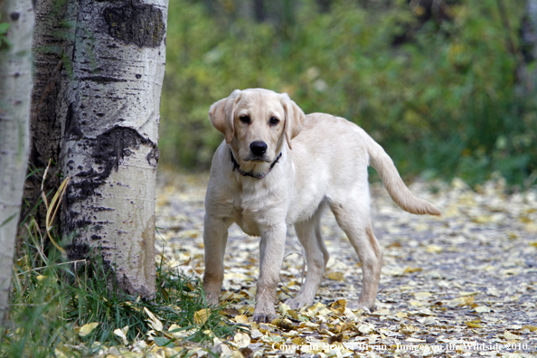 Yellow Labrador Retriever Puppy