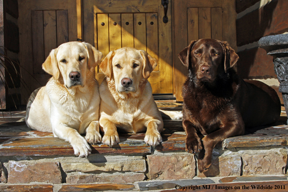 Yellow Labrador Retrievers and Chocolate Labrador Retriever 