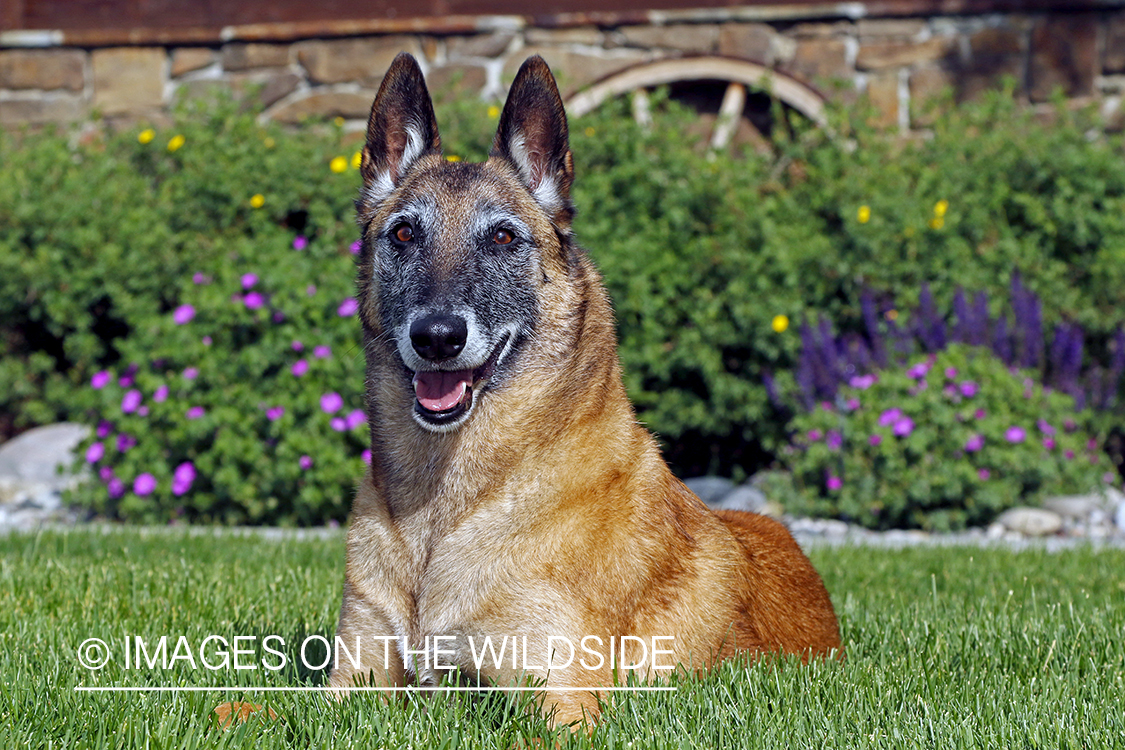 Belgian Shepard Malinois in the garden.