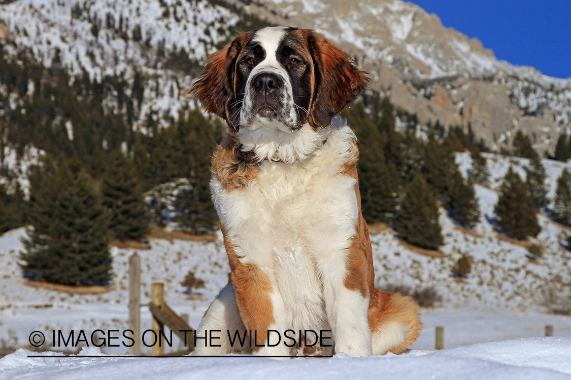 St. Bernard in field.