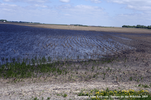 Flooded crop fields