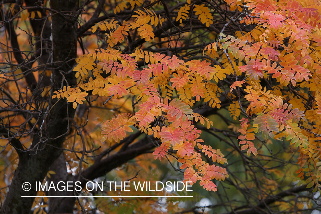 Mountain-ash tree in autumn.