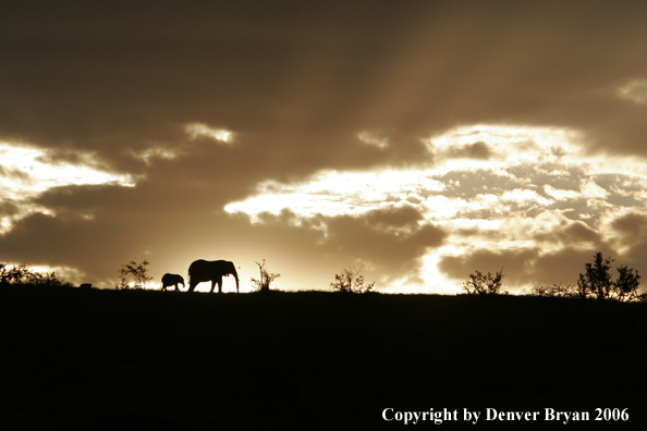 African Elephants