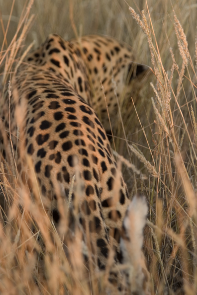 Leopard in habitat. Africa