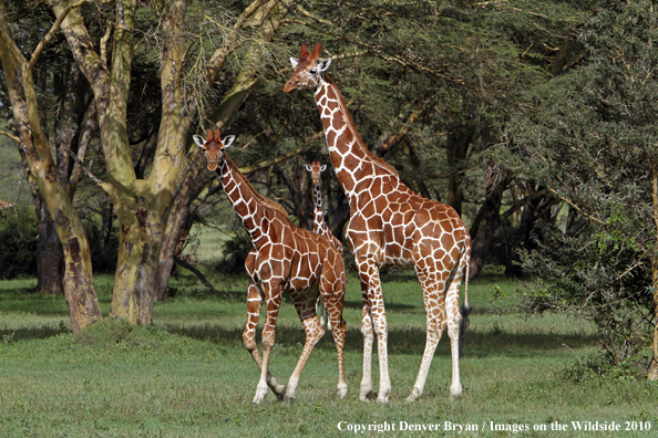 Reticulated Giraffe 