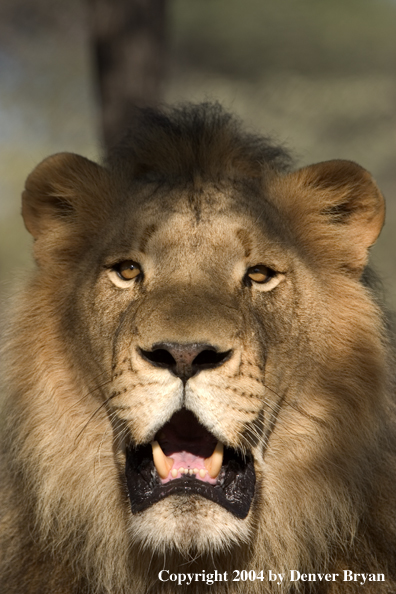 Male African lion in habitat. Africa