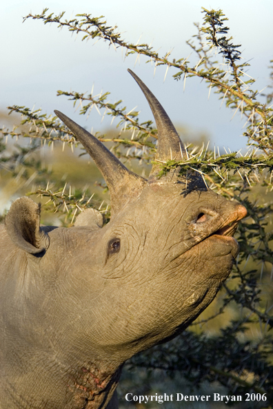 Black rhino in Africa.