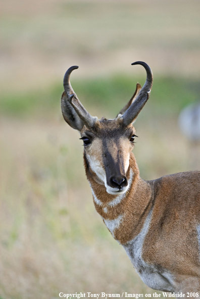 Antelope Buck in field