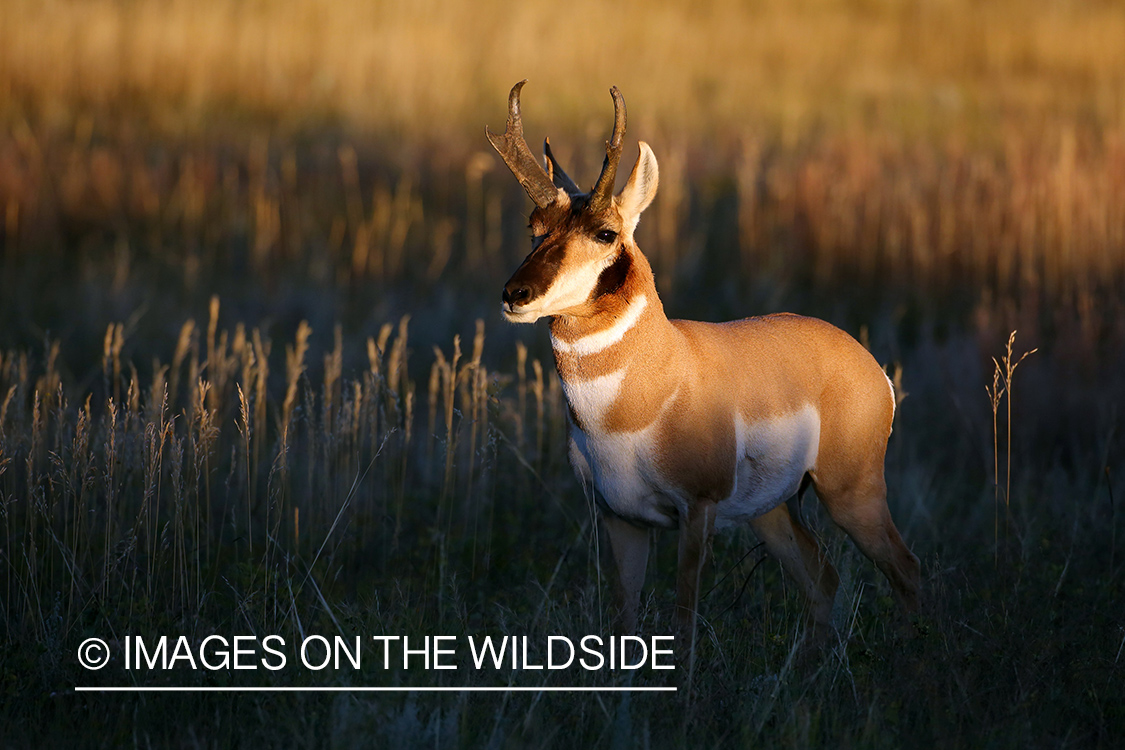 Pronghorn Antelope in habitat. 