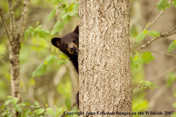 Black bear cub in habitat