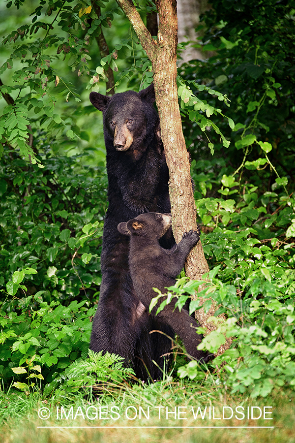 Black mother bear with cub in habitat.