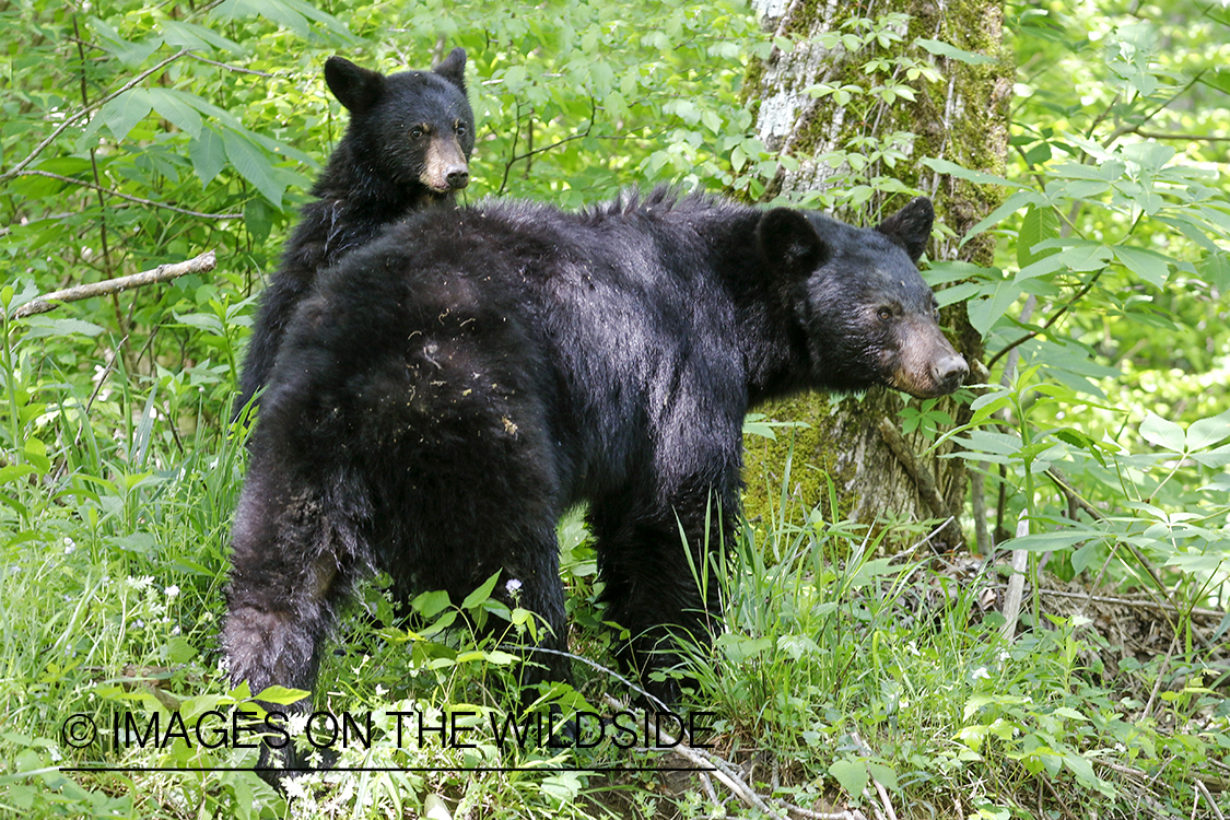 Black bear and cub.