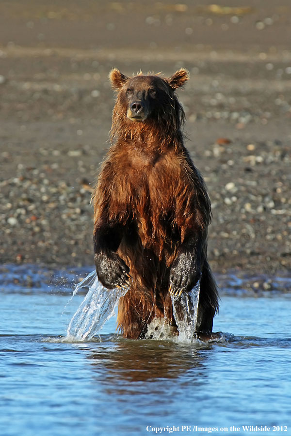 Brown Bear in habitat.