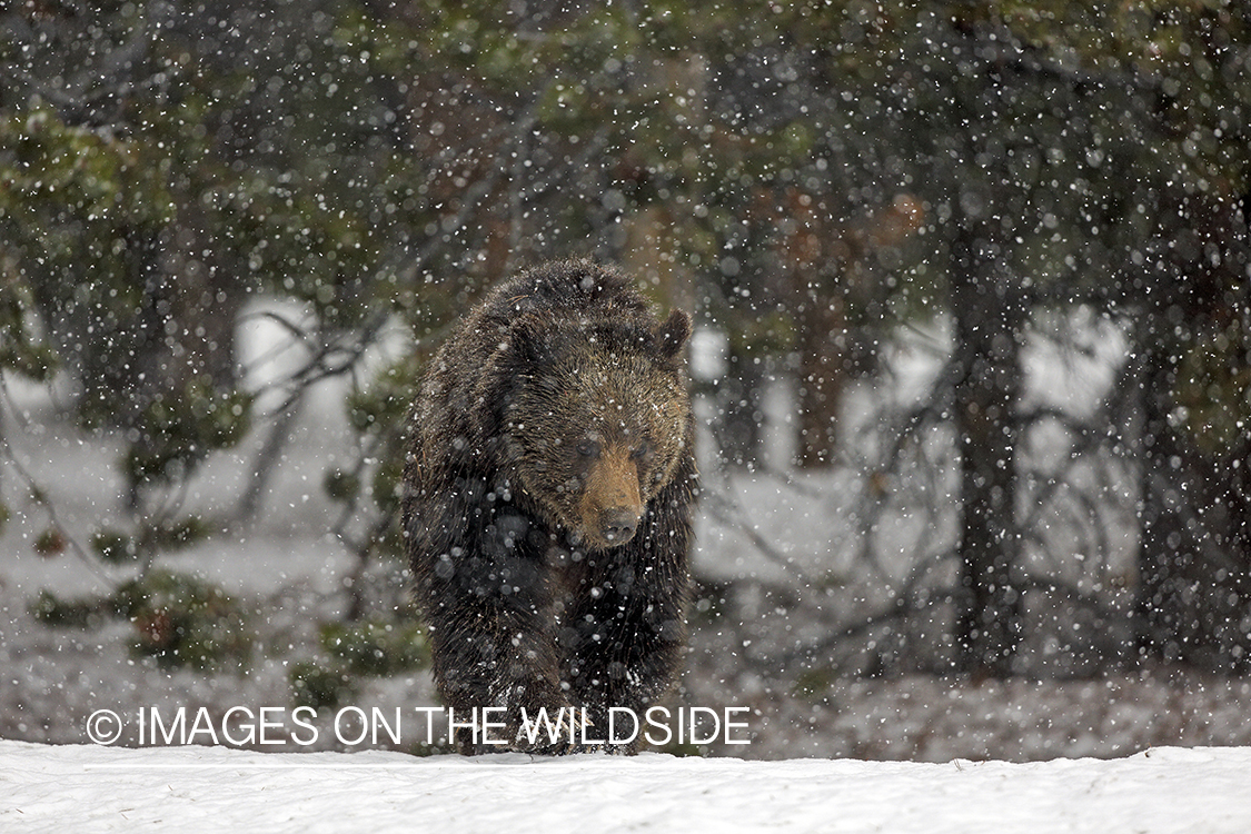 Grizzly Bear in winter habitat.