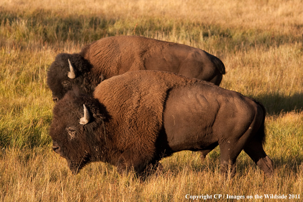 Bull bison in habitat. 