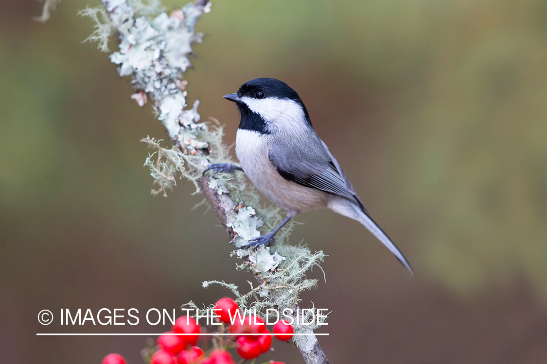 Carolina chickadee in habitat.