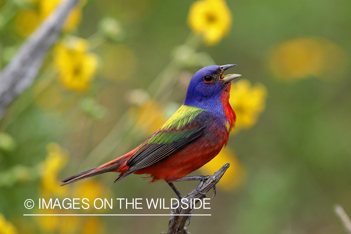 Painted Bunting in habitat.