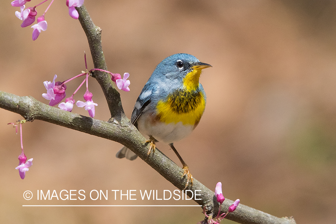 Northern Parula on branch.