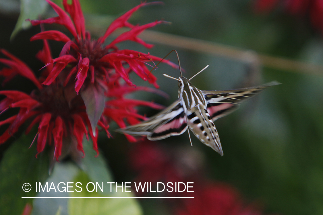 White-lined Sphinx moth flying by red flowers.