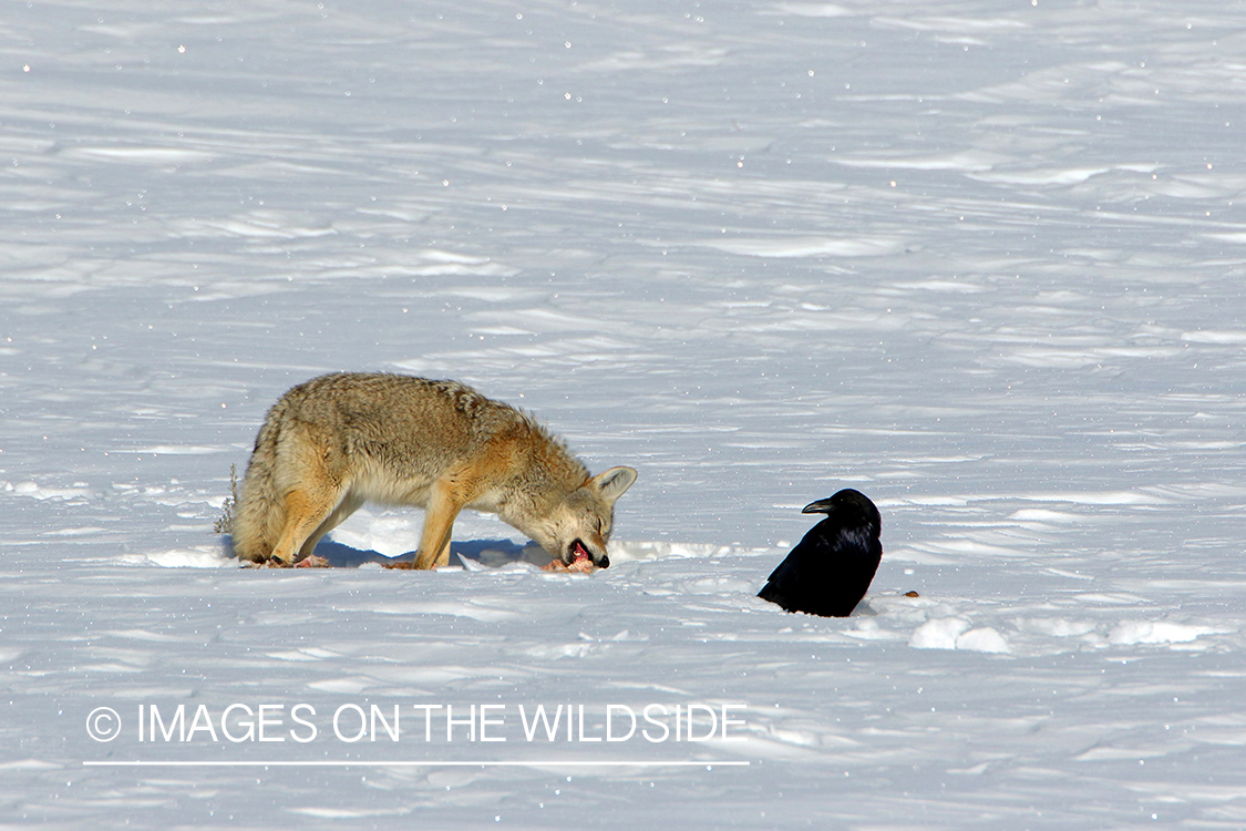 Raven watching coyote eating.