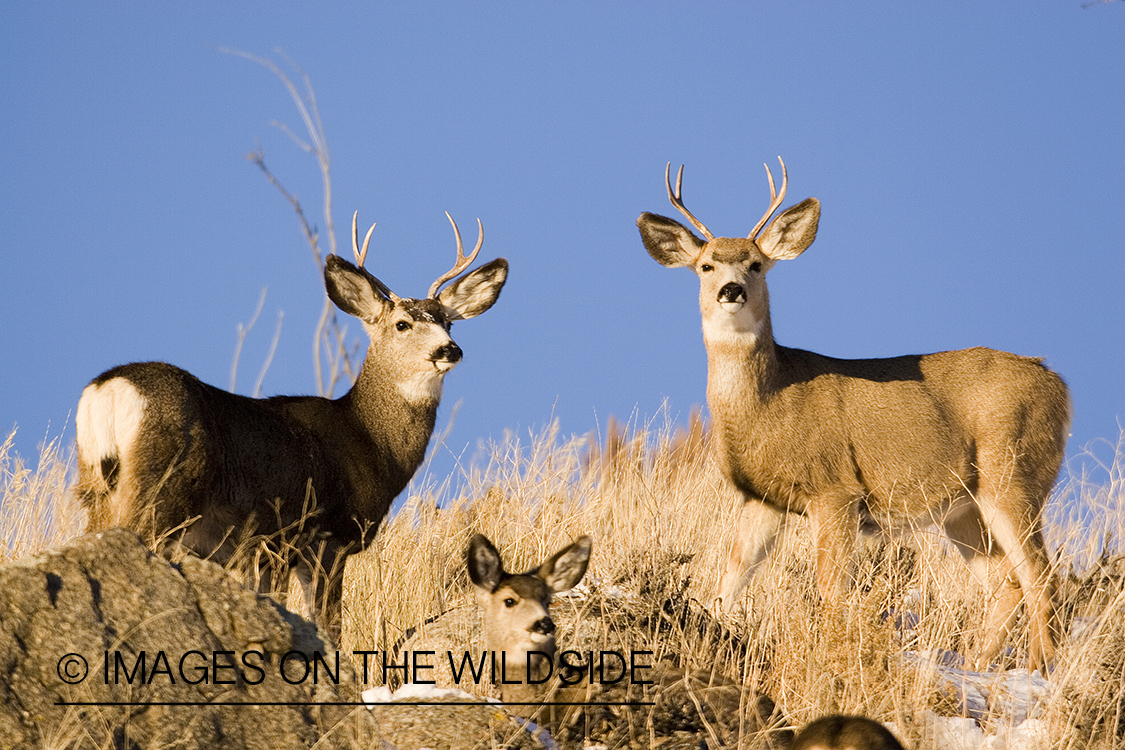 Mule deer in habitat.