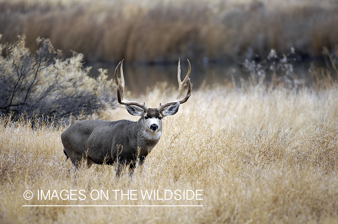 Mule deer in habitat