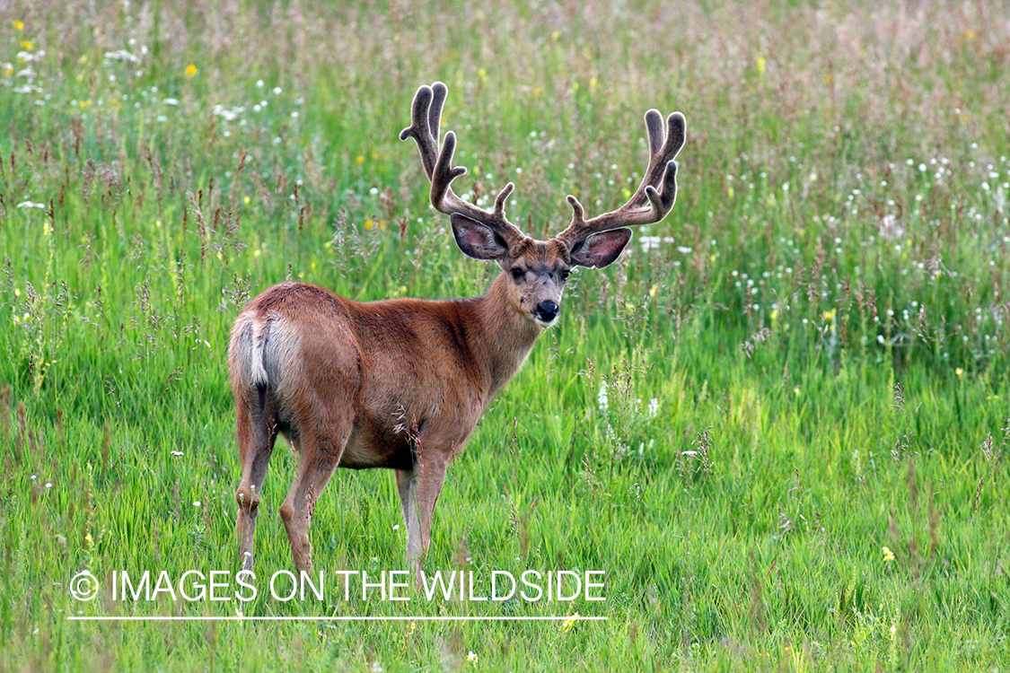 Mule deer buck in habitat. 