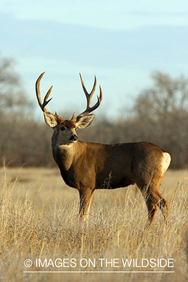 Mule deer buck in habitat. 